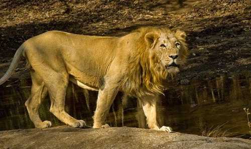 Asiatic Lions are found only in Gir National Park. 