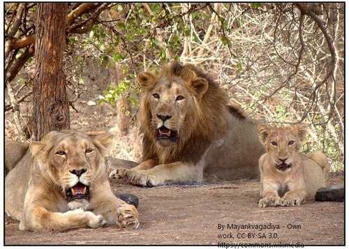 Gir National Park