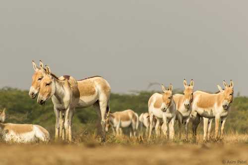 Little Rann of Kutch