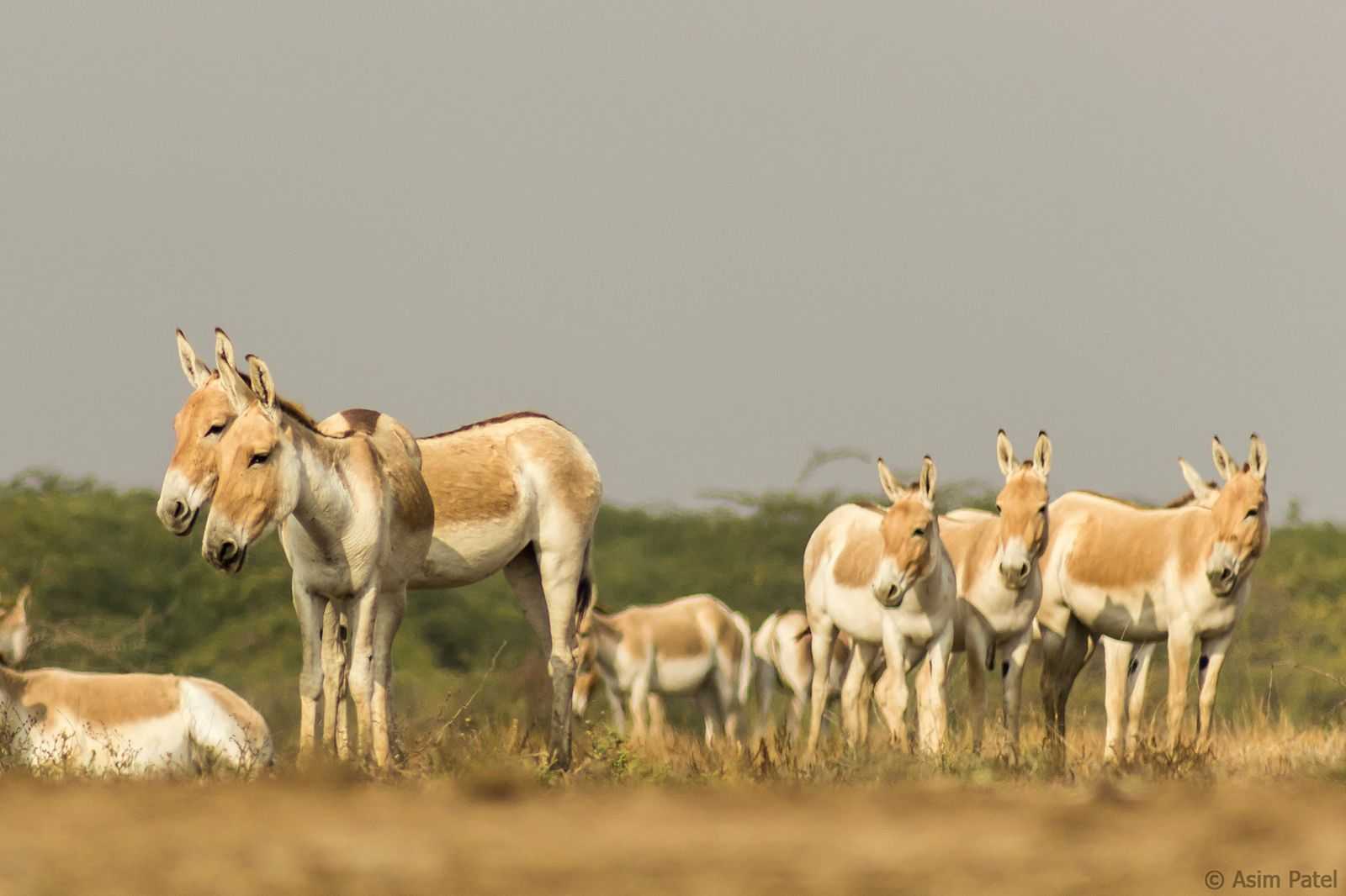 Little Rann of Kutch (LRK)