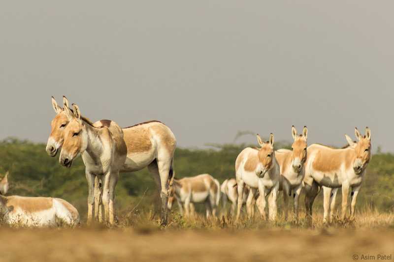 Little Rann of Kutch