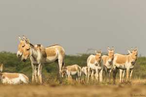 Little Rann of Kutch (LRK)