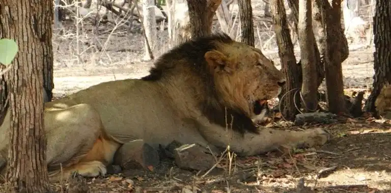 Sasan Gir, The Lion Country.