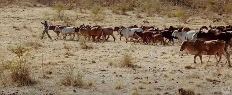 The Ness of Gir, Real Friends of Lions